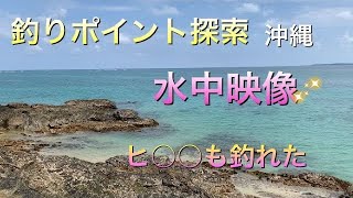 【宜野座村】ポイント探索！からの水中映像もあるよ！初めてのヒ○○が釣れた！