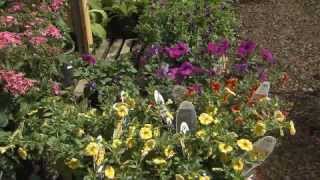 Calibrachoa are hardy petunia look-alikes