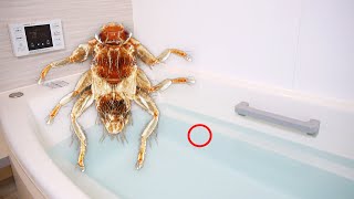 風呂にヤバすぎる虫が浮いてて発狂しました