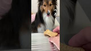 犬にお菓子をあげたら咥えてとっとと逃げていった【愛犬シェルティ キキvlog】 #シェルティ #犬 #かわいい