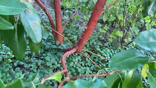 Shedding bark of the Pacific Madrone.