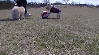 フレブル五郎サッカーの練習をする！French bulldog Goro Practice football!