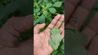 Kuppaimeni plant tamil #kuppaimeni #kuppaimeniherb #herbalmedicine #gardentamil #gardening #harvest