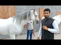 arabian stallion horses friesian stallion horse zula sial best breeder horse in pakistan