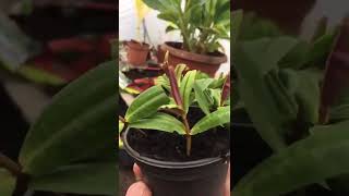 Hebe cuttings