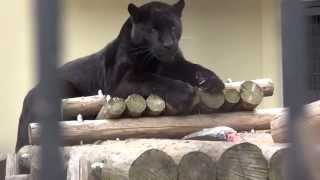 魚を食べる、黒ジャガー　Black jaguar eating a fish@Kyoto City Zoo