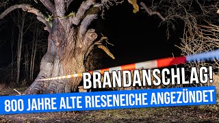 Brandanschlag auf 800 Jahre alte Rieseneiche in Niedergurig