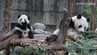 🐼🐼熊猫妈妈福禄与女儿福双 Mom Panda Fu Lu and her baby girl Fu Shuang | Adorable Panda