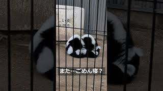 【大森山動物園】地面でうずくまる動物はなんでしょう？ #Shorts #大森山動物園 #マダガスカル #omoriyazoo