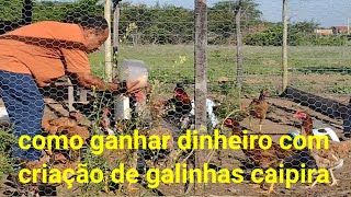 como manter uma criação de galinhas caipira com pouco dinheiro,