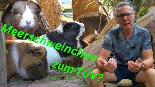 Brauchen Meerschweinchen einen wöchentlichen TÜV? / Regelmäßiger Check-up bei Meerschweinchen ?