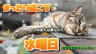 【11/6】まったり過ごした水曜日🐈‍⬛🐈【農園生活ダイジェスト】