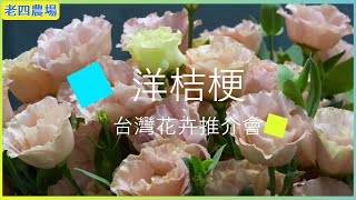 2024品種洋桔梗一集-台灣花卉推介會-涼風小紫-克洛馬薰衣草-夏艷-菲莉亞白-珍妮白