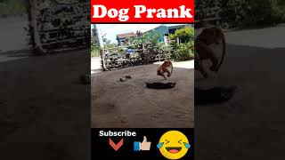 🐯Prank Dog with Fake Tiger So Funny Dogs Prank Try To Stop Laugh 2023