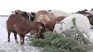 Feed your old Christmas tree to farm animals