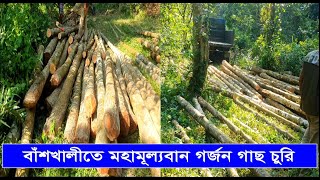 বাঁশখালী'র পাহাড় থেকে উজার হচ্ছে গাছ, গভীর রাতে নির্বিচারে কর্তন হয় গর্জন | Cplus