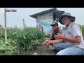 overcoming dwarf shoots of large red chili in the heavy fruit phase