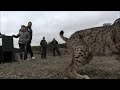 iberian lynx returns to the wild