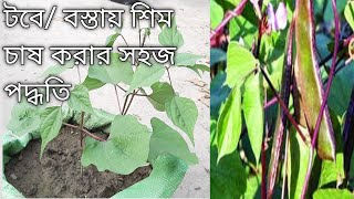 টবে শিম চাষ করার সহজ পদ্ধতি|How to Grow Bean in Pots