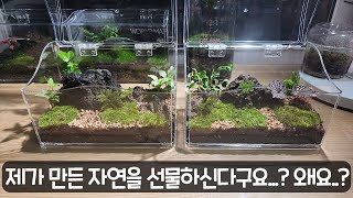 다이소 테라리움을 선물하고 싶다구요?