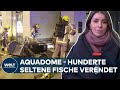 AQUADOM-DRAMA: Riesenaquarium am Berliner Dom geplatzt - Hunderte Fische tot | WELT Thema