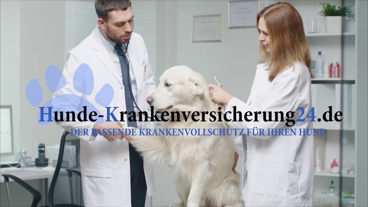 Hundekrankenversicherung Vergleichen Auf Hunde-krankenversicherung24.de ...