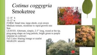 Cotinus coggygria