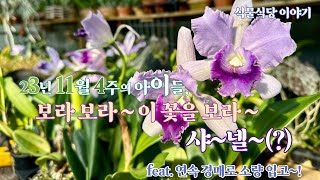 11월4주차 아이들, 보라 보라~이 꽃을 보라~ 샤~넬?? 이름 이게 최선? ㅎㅎ