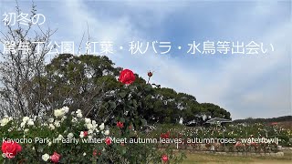 初冬の駕与丁公園：紅葉・秋バラ・水鳥等出会いKayocho Park in early winter: Meet autumn leaves, autumn roses, waterfowl, etc