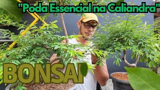 Poda de Ramificação na Caliandra: Série Bonsai a Partir de Semente