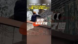 大熊貓萌蘭多次「出逃」後 圍墻又又又被加高了#shorts