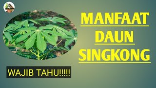 Manfaat daun singkong untuk kesehatan || 1001 Manfaat