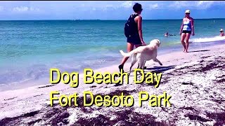 Fort DeSoto Park: We Found the BEST Dog-Friendly Beach
