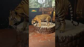 Tiger in Pattaya #tigerparkpattaya