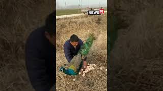 #viral video peacock 🦚egg मोर का अंडा