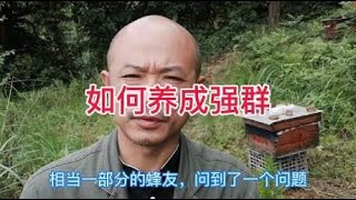 中蜂如何养成强群？听听专业养蜂人的个人建议