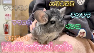 【vlog】動物カフェ-Moff animal cafe-に行ってみた！