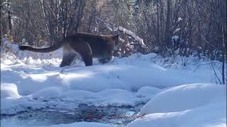 Late Fall Montage   Bear Moose Cougar Fox 2022