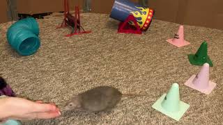 My sweet old ratty Tater Tot trying out some fun agility training!