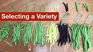 Selecting a Climbing Bean Variety