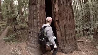 Muir Woods - Hiking the Dipsea Trail