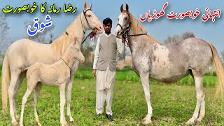 Most Beautiful Horses in Jhang