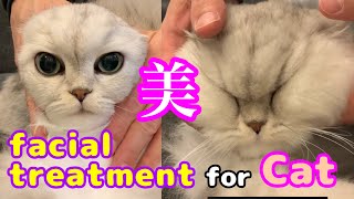 ペルシャ猫の顔マッサージ♡ Persian cat facial treatment♡