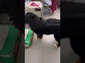 2023 11 2 bernesemountaindog dog バーニーズマウンテンドッグ 大型犬 犬 犬のいる暮らし 癒し shorts dogshorts dogshow