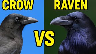 Crow vs. Raven: How to Tell Them Apart!