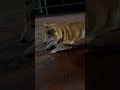 柴犬福 兄から視線外す柴犬🤣brother and shiba🤣 shorts funny funnydog dogshorts shiba 柴犬 시바견