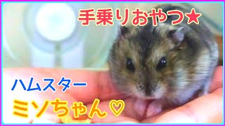 【手乗りおやつ★】#shorts #ハムスター #hamster