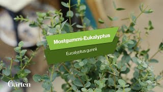 Mostgummi Eukalyptus: Tipps zur Pflanzung und Pflege