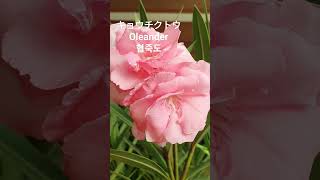 Nerium oleander/유도화/夾竹桃 꽃말: \