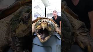 Removing Giant Throbbing Sack From Our Turtle! ( UPDATE ) #animals